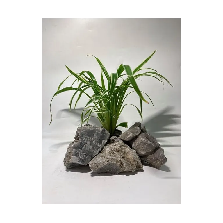 chlorophytum bichetii