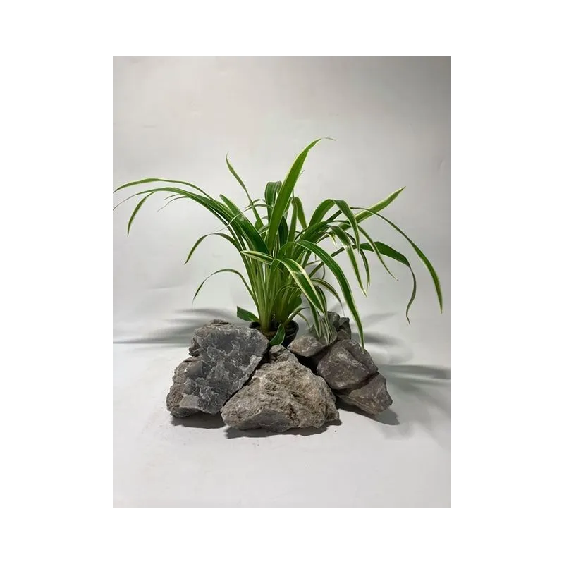 plante palustre aquascaping paludarium terrarium