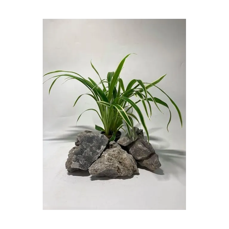 plante palustre aquascaping paludarium terrarium