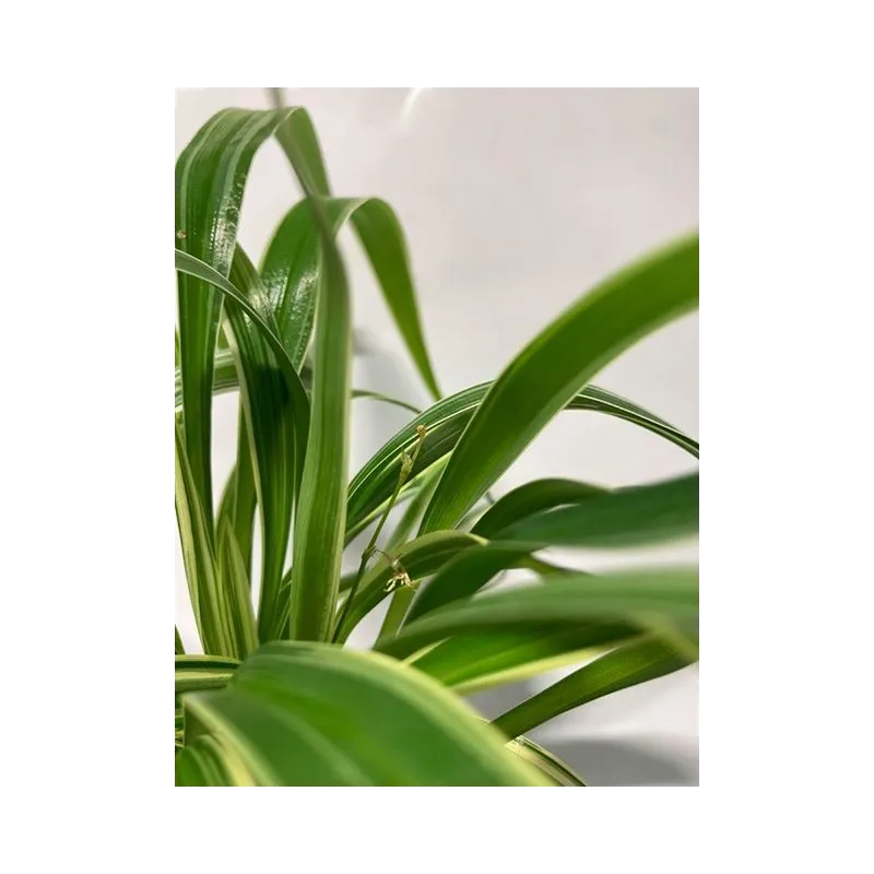 plante palustre aquascaping paludarium terrarium