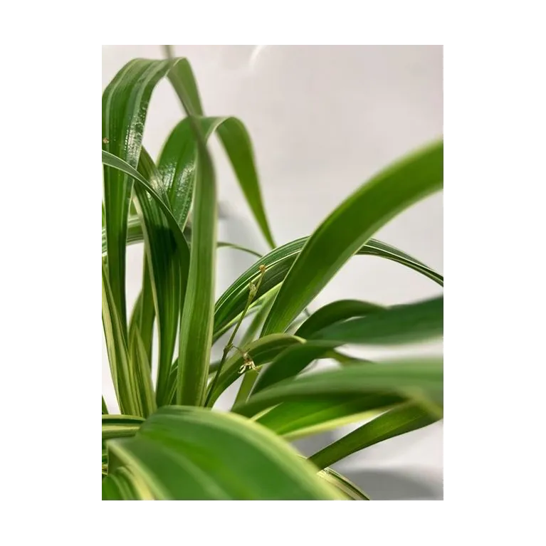 plante palustre aquascaping paludarium terrarium