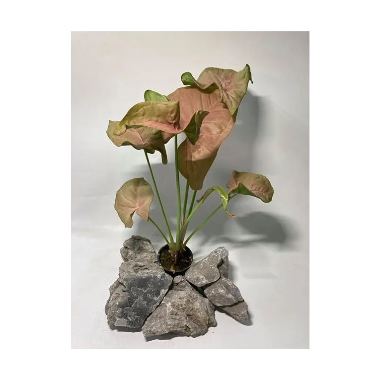 syngonium "red knight"