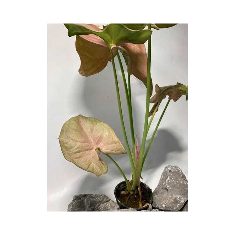 plante palustre aquascaping paludarium terrarium