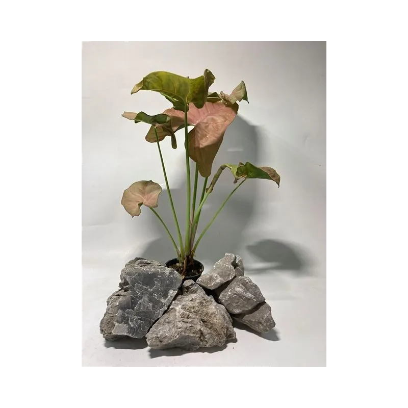 plante palustre aquascaping paludarium terrarium