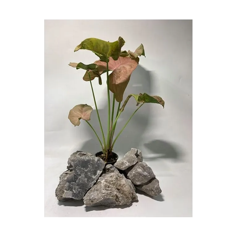 plante palustre aquascaping paludarium terrarium