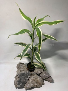 Dracaena sanderiana