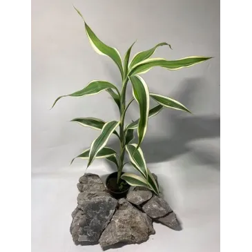 Dracaena sanderiana