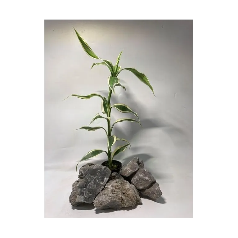 plante palustre aquascaping paludarium terrarium