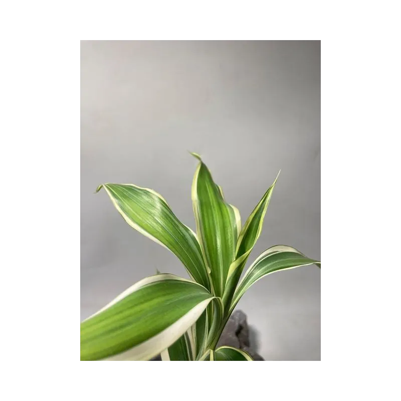 plante palustre aquascaping paludarium terrarium