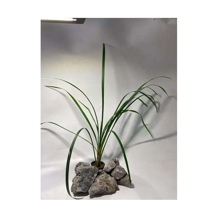 ophiopogon japonica "Gigantea"