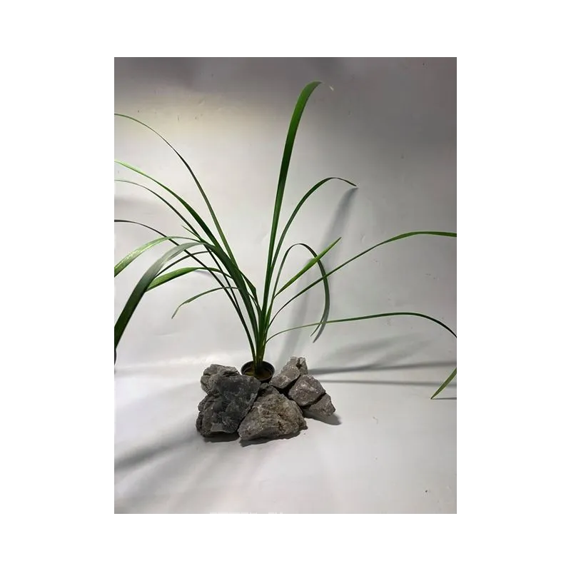 plante palustre aquascaping paludarium terrarium