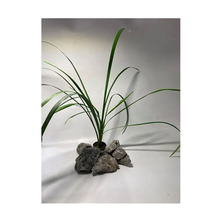 plante palustre aquascaping paludarium terrarium