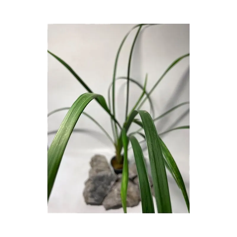 plante palustre aquascaping paludarium terrarium