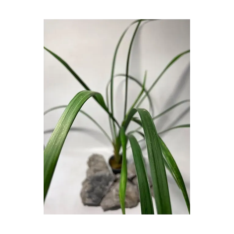 plante palustre aquascaping paludarium terrarium