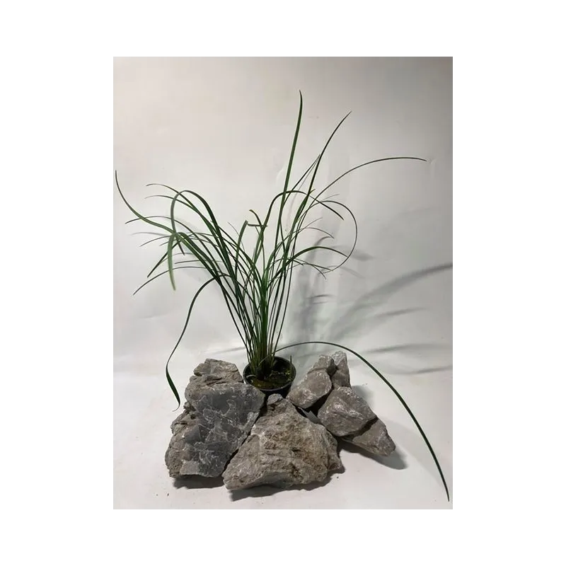 plante palustre aquascaping paludarium terrarium