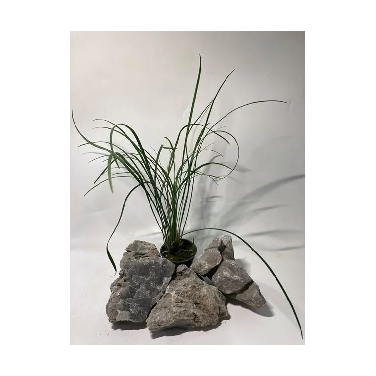 plante palustre aquascaping paludarium terrarium