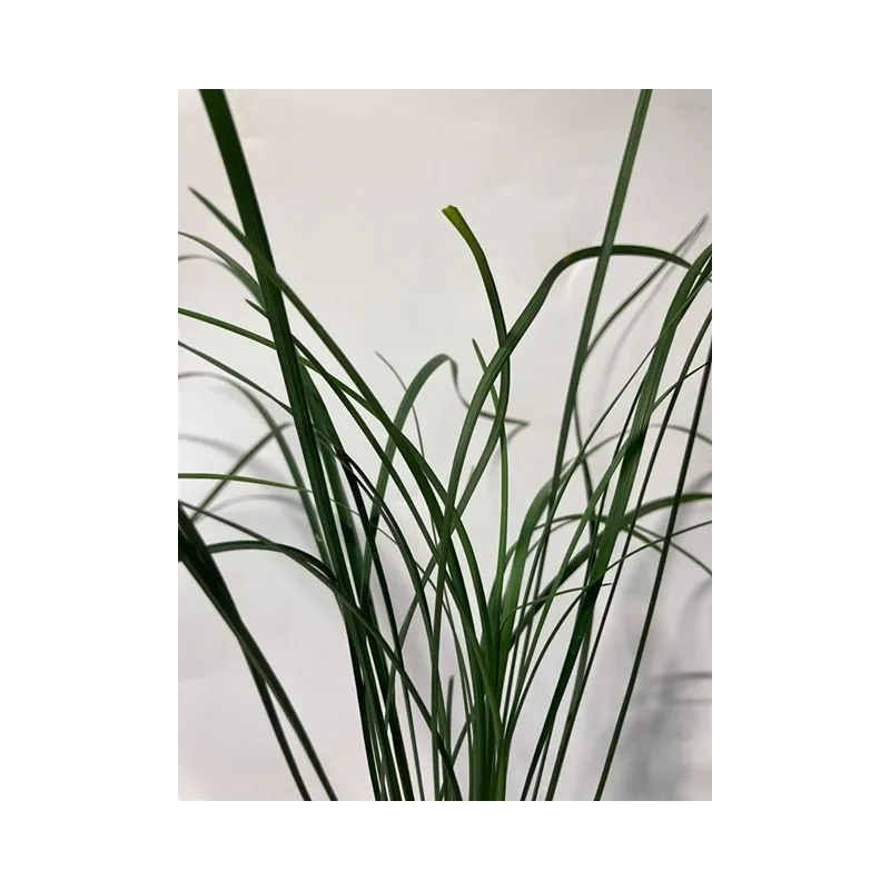 plante palustre aquascaping paludarium terrarium