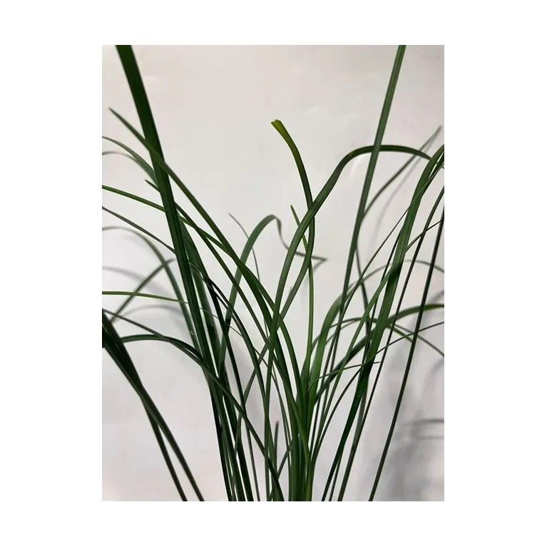 plante palustre aquascaping paludarium terrarium