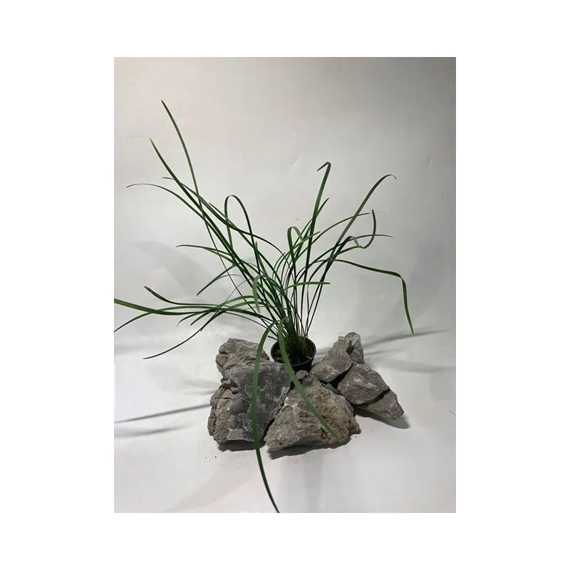 plante palustre aquascaping paludarium terrarium