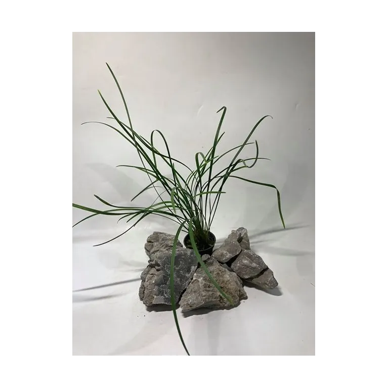 plante palustre aquascaping paludarium terrarium