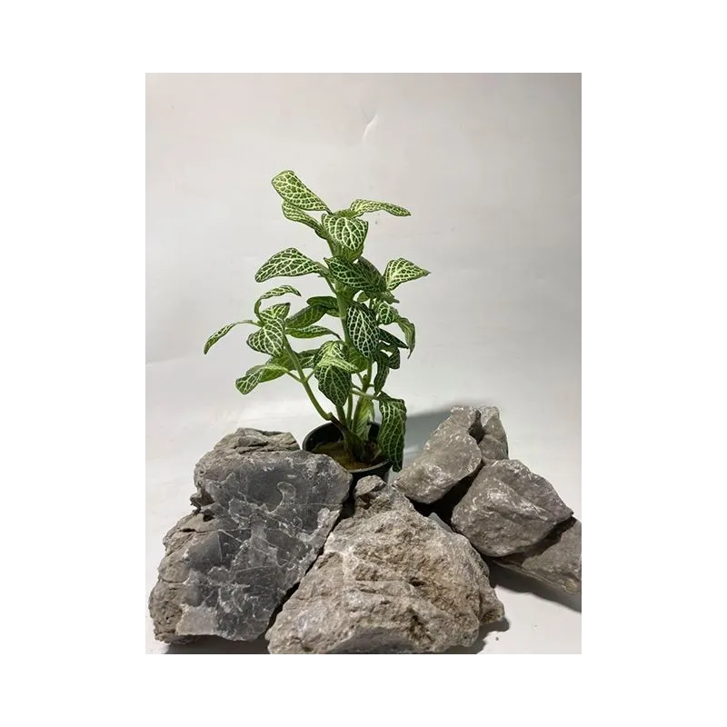 Fittonia "mini white"