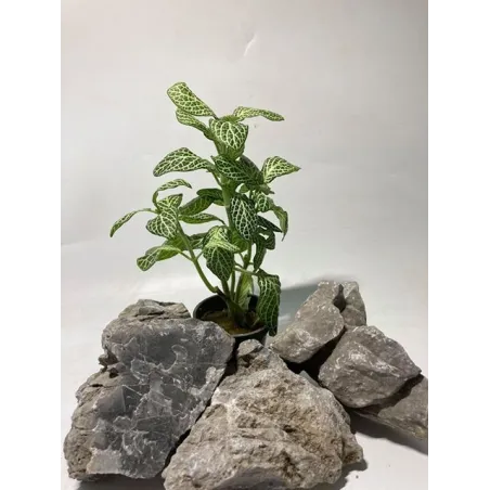 Fittonia "mini white"