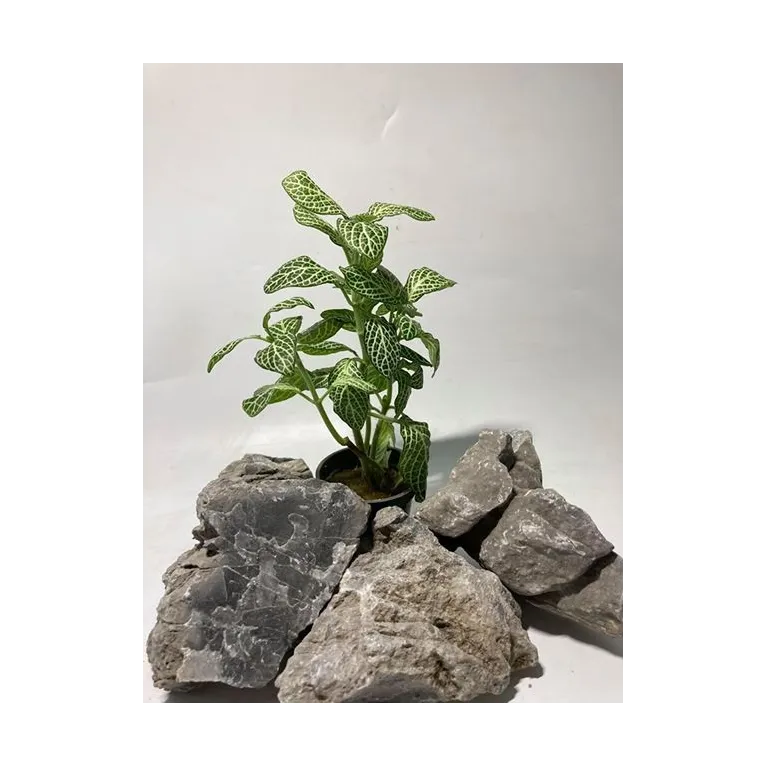 Fittonia "mini white"