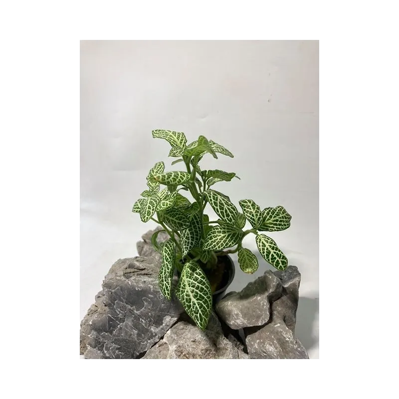 plante palustre aquascaping paludarium terrarium