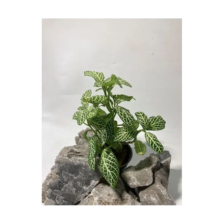 plante palustre aquascaping paludarium terrarium