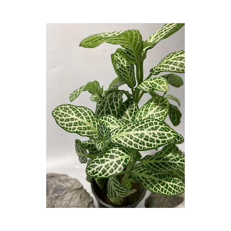 plante palustre aquascaping paludarium terrarium