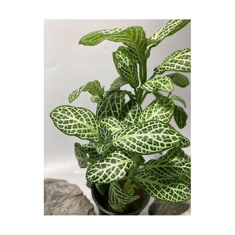 plante palustre aquascaping paludarium terrarium