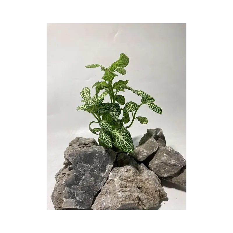 plante palustre aquascaping paludarium terrarium