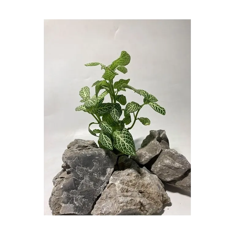 plante palustre aquascaping paludarium terrarium