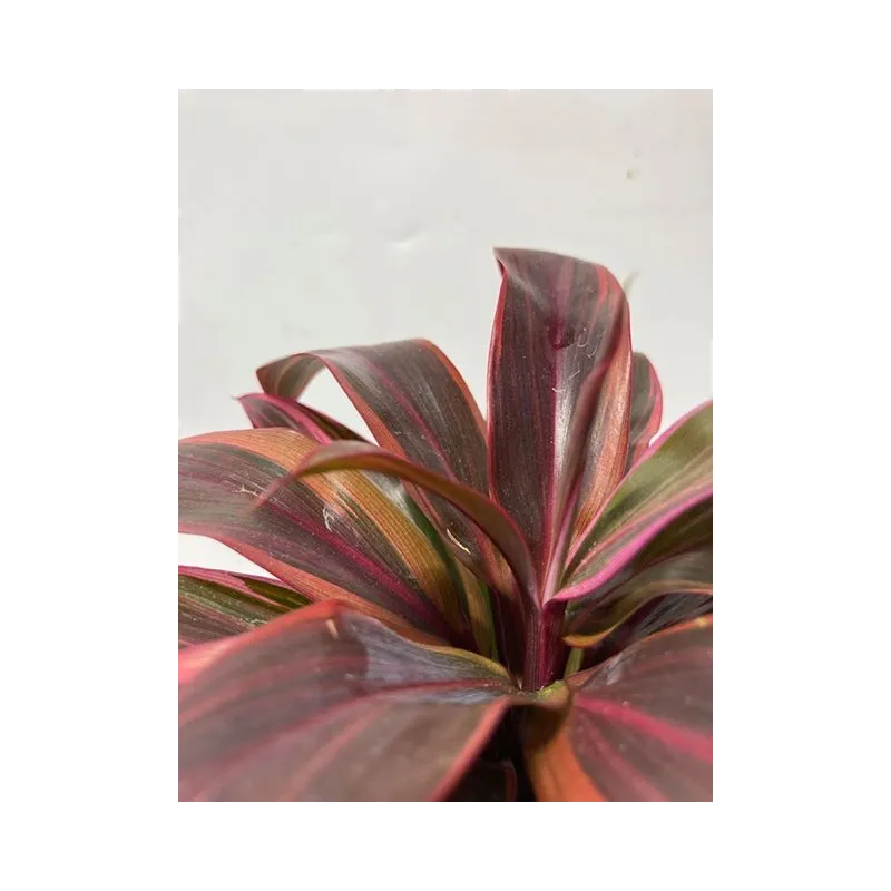 cordyline "red edge"