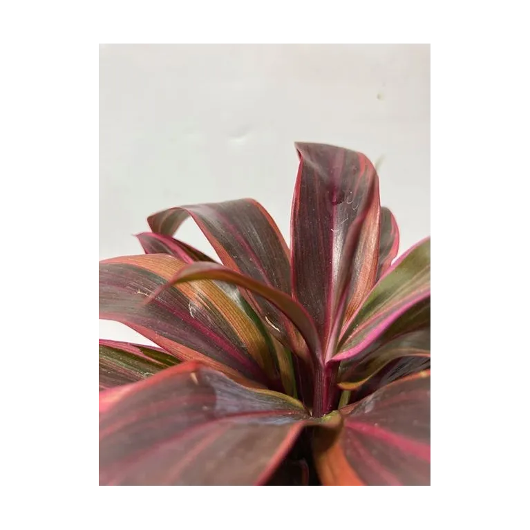 cordyline "red edge"