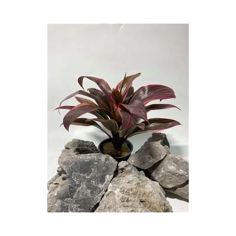 plante palustre aquascaping paludarium terrarium