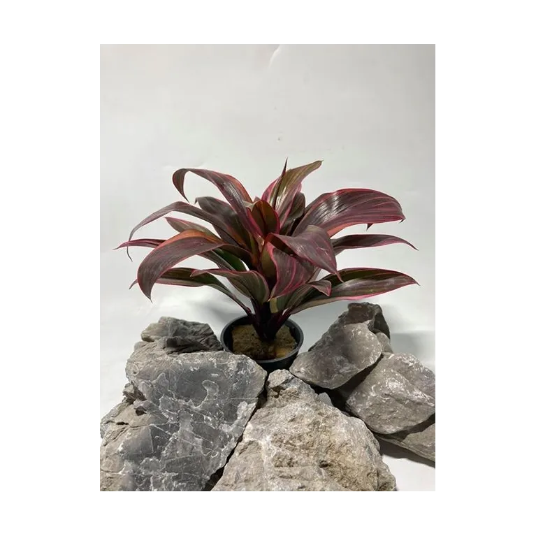 plante palustre aquascaping paludarium terrarium