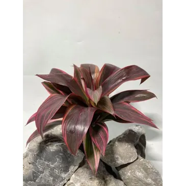 plante palustre aquascaping paludarium terrarium