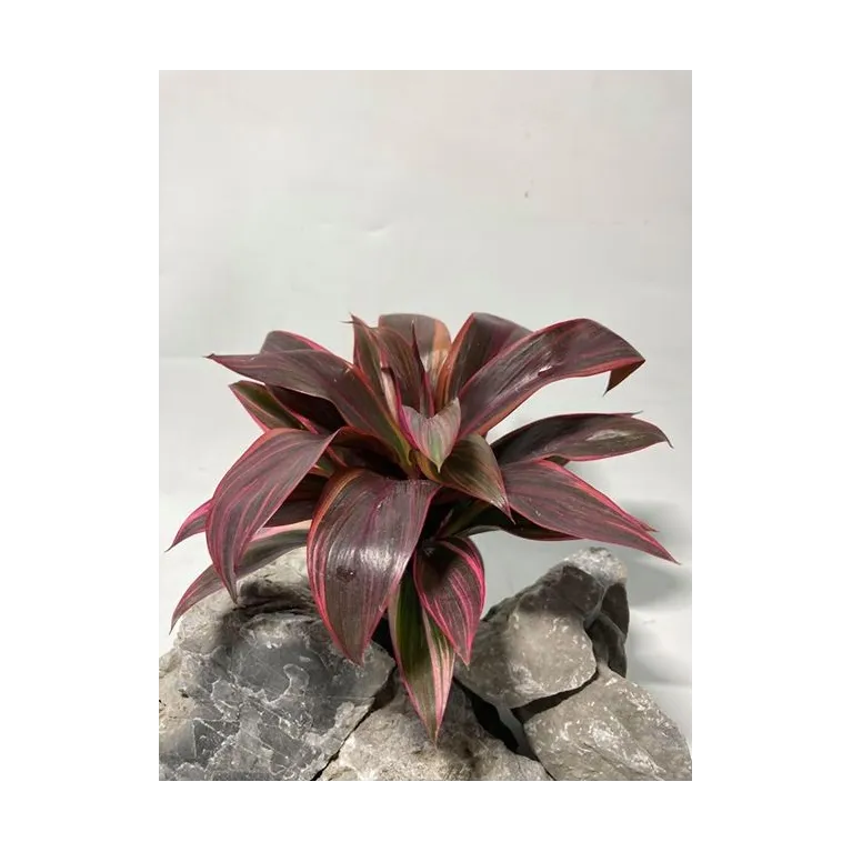 plante palustre aquascaping paludarium terrarium