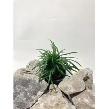 ophiopogon japonica "Pussilus"