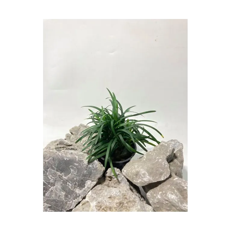 ophiopogon japonica "Pussilus"