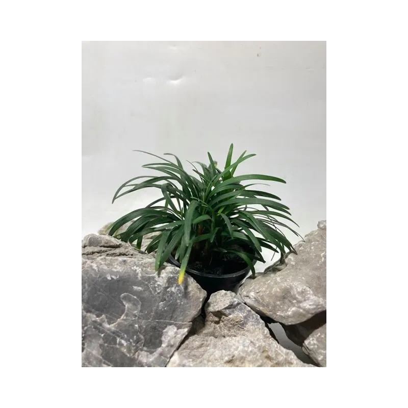 plante palustre aquascaping paludarium terrarium