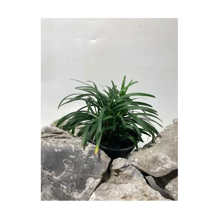 plante palustre aquascaping paludarium terrarium