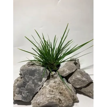 Acorus gramineus "pussilus"