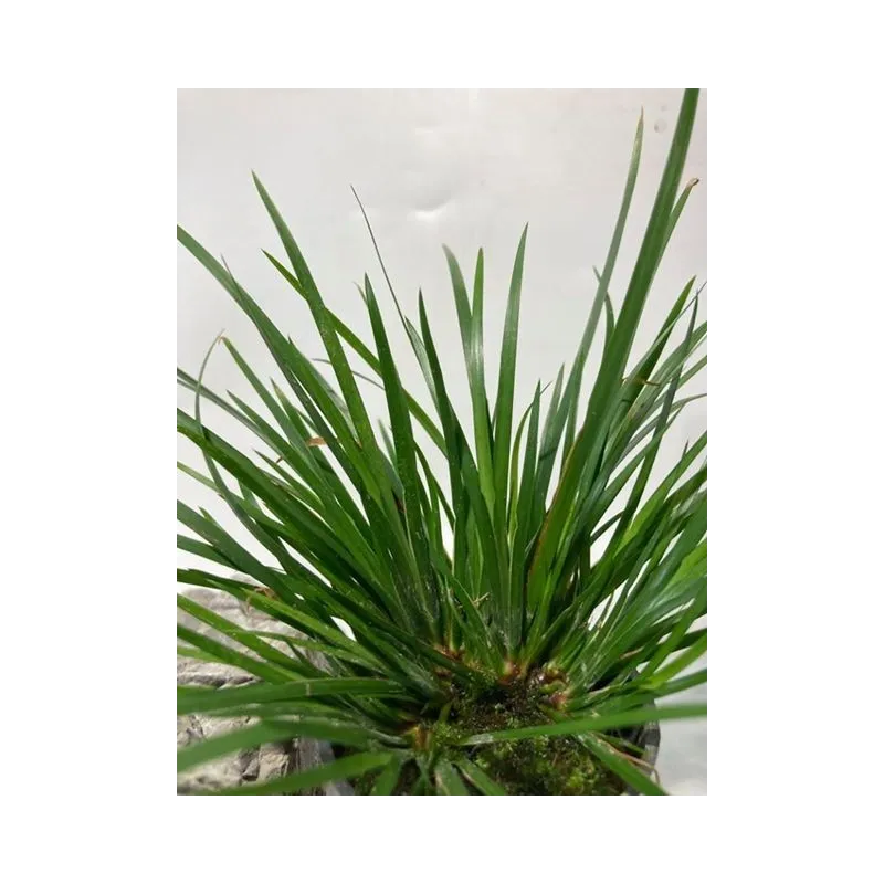 plante palustre aquascaping paludarium terrarium