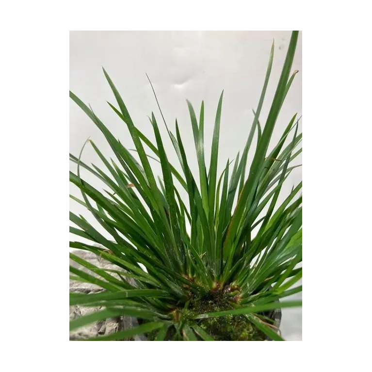 plante palustre aquascaping paludarium terrarium