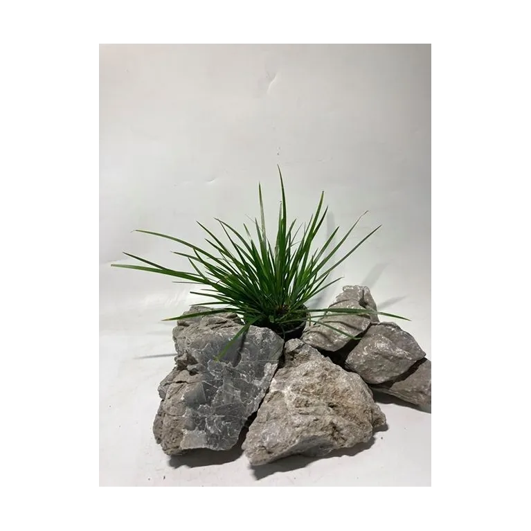 plante palustre aquascaping paludarium terrarium