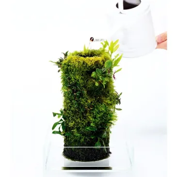 terra base DOOA wabi kusa paludarium aquarium mur vegetal