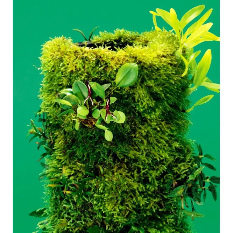 terra base DOOA wabi kusa paludarium aquarium mur vegetal