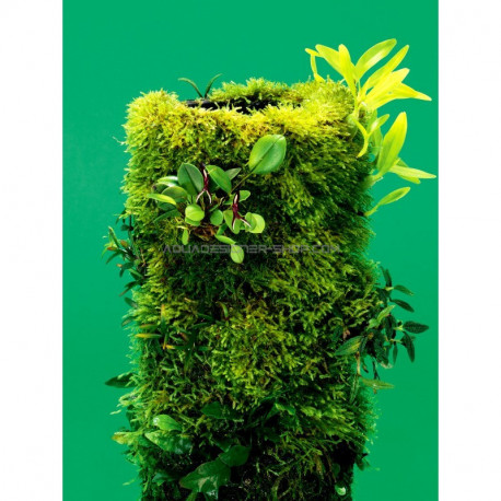 terra base DOOA wabi kusa paludarium aquarium mur vegetal